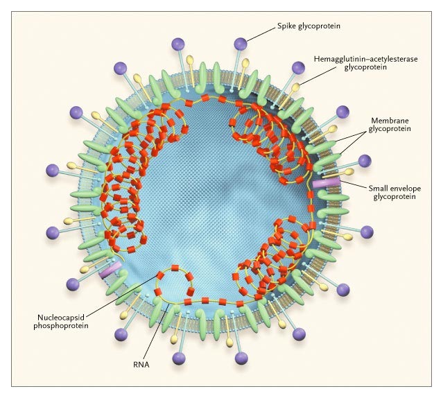 what is coronavirus