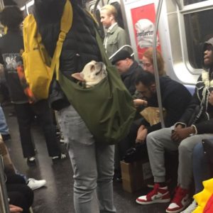 Funny and Weird Things People Found On The Subway - The Kitchen