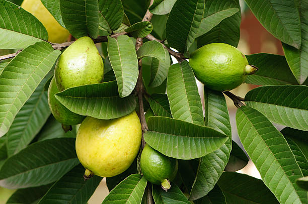 Guava Leaf Tea helps in weight loss and diabetes